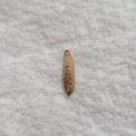 White Worms With Brown Heads in Light Fixture are Beetle Larvae
