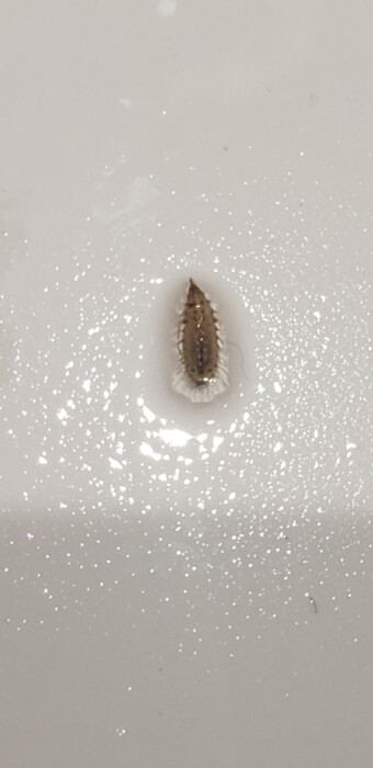 Bristly, Ovate Creature Found in Bathroom Look like Sea Mouse Larvae