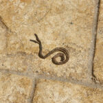 Dried-up Worms on Patio and in Pool are Earthworms