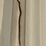 Long Beige Worm on Shower Window is a Flatworm