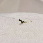 Tiny, Black Worm-like Creatures Roaming Around Apartment are Inchworms