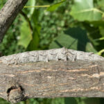 Branch-like Caterpillar in Cottonwood is an Ilia Underwing Moth Caterpillar