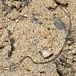 Needle-thin Worm on Muddy River Bank is a Horsehair Worm
