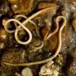 Dozen White Worms on Sidewalk Could be Roundworms or Gordian Worms