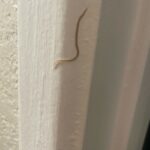 Skinny Worms with Antennae Crawling Up Walls are Actually Centipedes