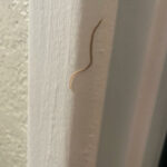 Long Worms Climbing Walls are Flatworms