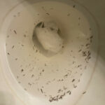 Black Worms in Toilet are Drain Fly Larvae