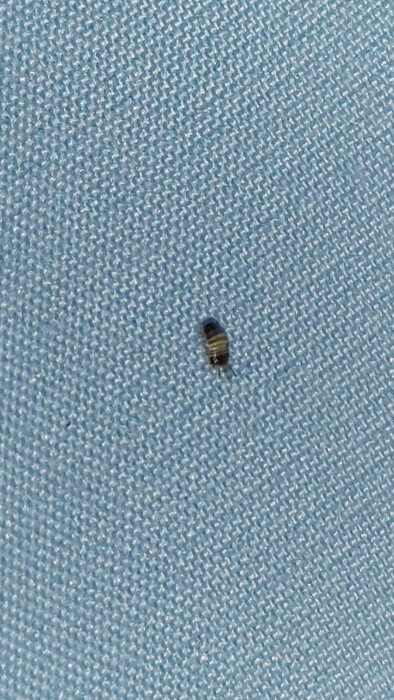 Striped Dark Bug Could be a Carpet Beetle Larva