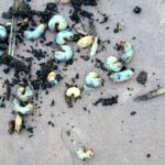 Hundreds of Plump Grubs in Mulch are Chafer Beetle Larvae