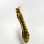 Black Maggot-looking Creatures Living in Creeks Could be Black Fly Larvae or BSFL
