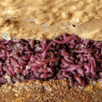 Pile of Hundreds of Worms in Crevice are Red Worms