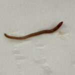 Long Red Worm in Toilet is an Earthworm