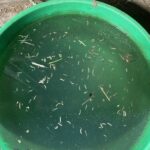 White Worms with Dark Heads in Horse’s Water Bucket May be Larvae