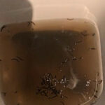 Worms Swimming in Toilet are Drain Fly Larvae