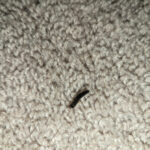 Velvety, Black, Worm-like Creatures in Apartment are Soldier Beetle Larvae