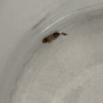 Brown Striped Worms in Children’s Bedroom are Carpet Beetle Larvae