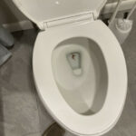 Worms in Basement Toilet are Likely Earthworms