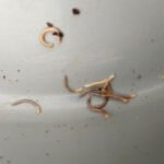 White and Brown Worm-like Organisms with Antennae in Compost Bin are Millipedes
