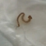 Spade-shaped Worm with Antennae-looking Appendages is a Mystery
