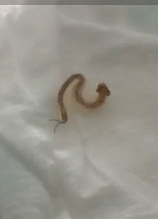 Spade-shaped Worm with Antennae-looking Appendages is a Mystery