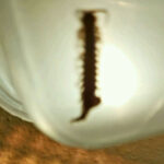 Centipedes Infest Home for Two Years