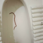 Long Pink Worm in Toilet is an Earthworm