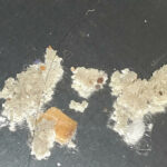 Crumbly, Gray Matter from Tray Could be Mold or Just Debris