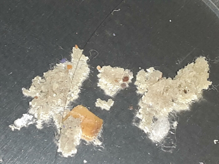 Crumbly, Gray Matter from Tray Could be Mold or Just Debris