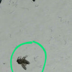 Winged-bug Found in the Seam of Pants Could be a Fly or Wasp