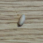 Grubs on Dining Room Floor are Acorn Weevil Larvae